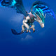 Sylvan Dreamer Mount World of Warcraft